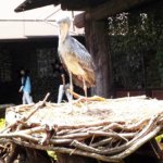 【神戸どうぶつ王国】動物と触れあえるテーマパーク!