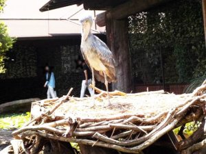 【神戸どうぶつ王国】動物と触れあえるテーマパーク!
