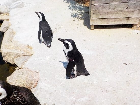 ペンギンの様子