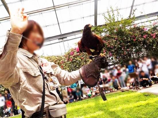 スタッフの腕から腕へ鳥が飛んでいく