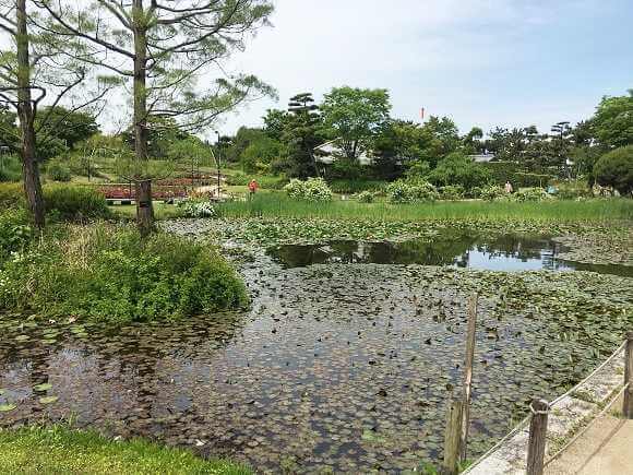 浜寺公園の「ばら庭園」の湖エリア