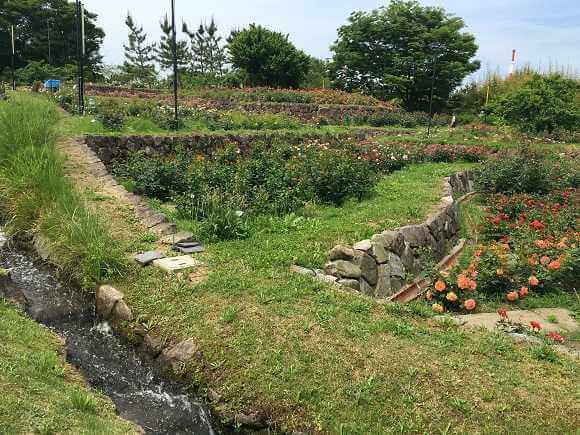 浜寺公園のばら庭園の水路