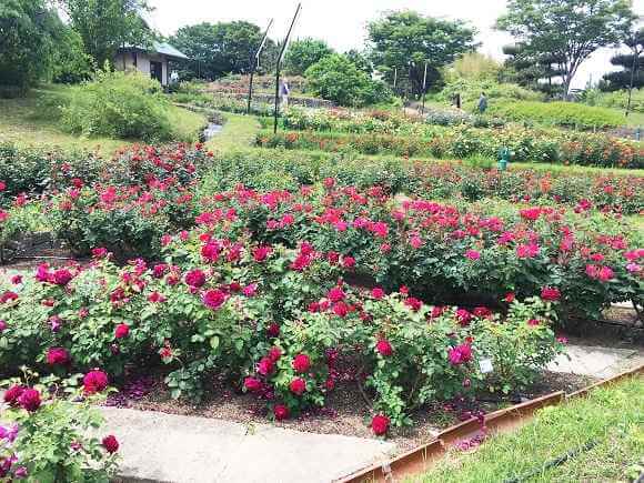 浜寺公園のばら庭園「山間の景」