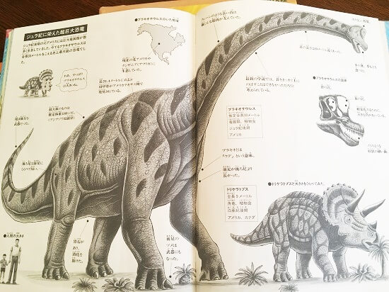 詳しい恐竜の説明つき