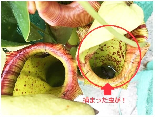 虫をつかまえた食虫植物