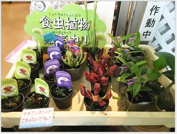 ハエトリソウなどの食虫植物が売られている