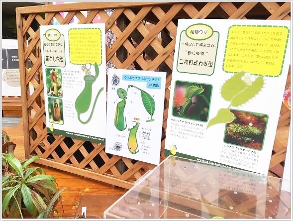 食虫植物について詳しくかいたパネル展示