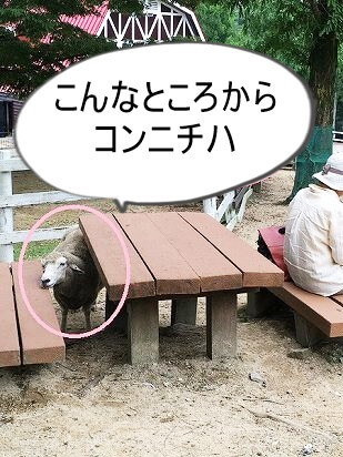 羊がテーブル下からのぞいている
