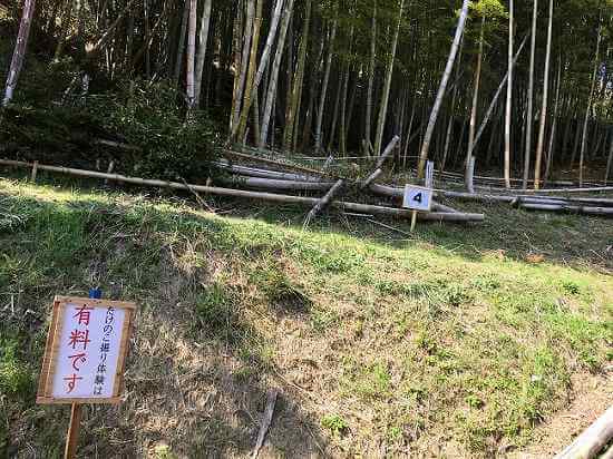 海南公園のイベントのたけのこ堀り