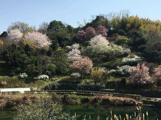 わんぱく公園の池