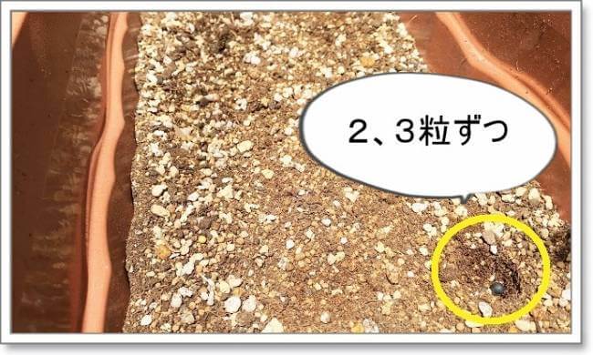 フウセンカズラの種は1穴に2，3粒ずつ植える