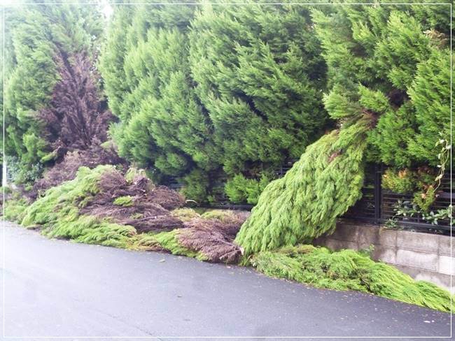 台風で木がなぎ倒されている