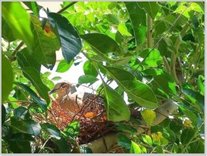 可愛いなんて言ってる場合じゃない！鳩の巣を見つけたら１秒でも早く撤去