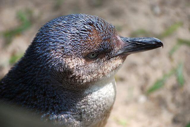 野生のペンギン