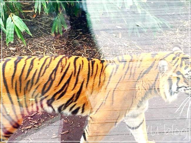 メルボルン動物園の虎