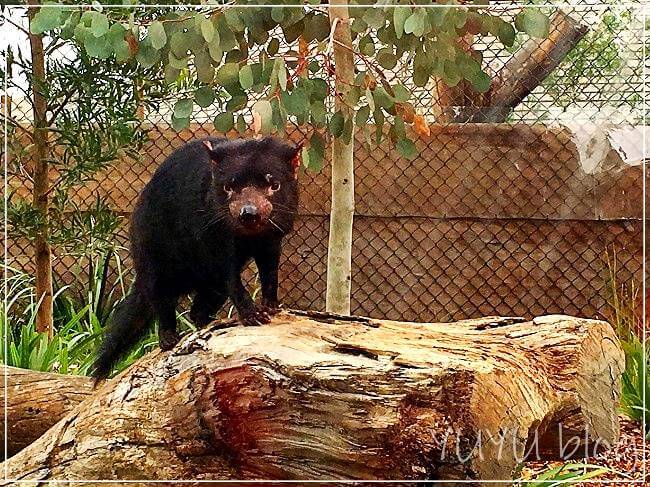 メルボルン動物園のタスマニアデビル