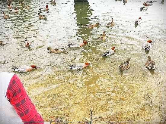 水鳥の餌やり