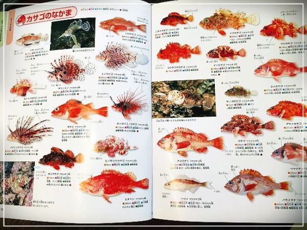 別の図鑑のカサゴのページ