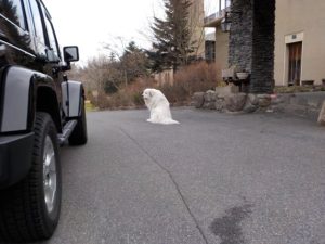 春休み家族旅行で大山レークホテルに宿泊。看板犬のガイナ君に会う