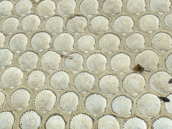 床にしきつめられたホタテの貝殻