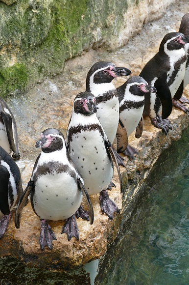 ペンギンの遠足