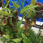 大阪で食虫植物が見れる。咲くやこの花館の「虫を食べる植物展」