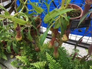 大阪で食虫植物が見れる。咲くやこの花館の「虫を食べる植物展」