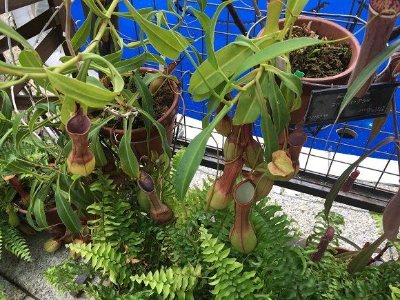 大阪で食虫植物が見れる 咲くやこの花館の 虫を食べる植物展 ゆうゆうブログ 大阪で食虫植物が見れる 咲くやこの花館の 虫を食べる植物展 ゆうゆうブログ
