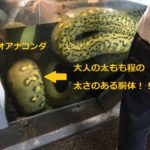 怖いけど見てみたい!巨大蛇アナコンダが見れる須磨海浜水族園