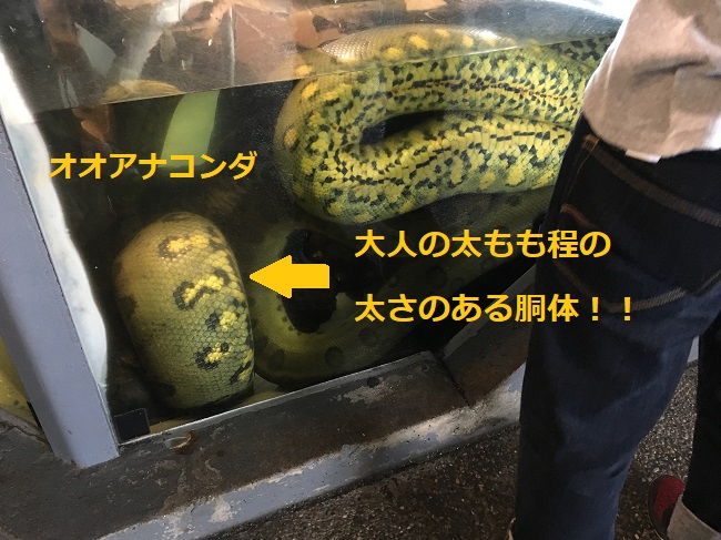 怖いけど見てみたい 巨大蛇アナコンダが見れる須磨海浜水族園 ゆうゆうブログ