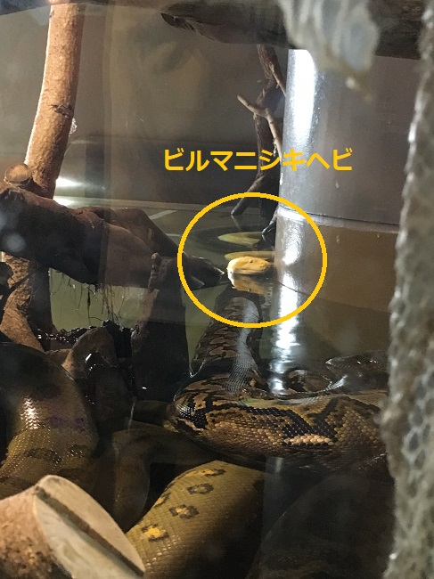 怖いけど見てみたい 巨大蛇アナコンダが見れる須磨海浜水族園 ゆうゆうブログ 怖いけど見てみたい 巨大蛇アナコンダが見れる須磨海浜水族園 ゆうゆうブログ