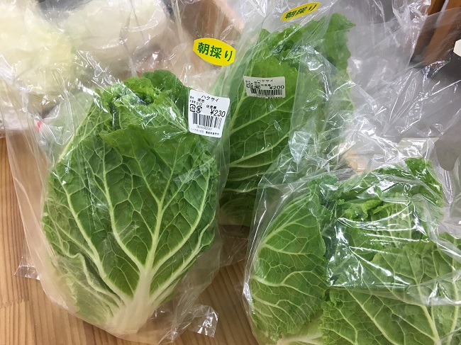 朝採り白菜 朝採り白菜
