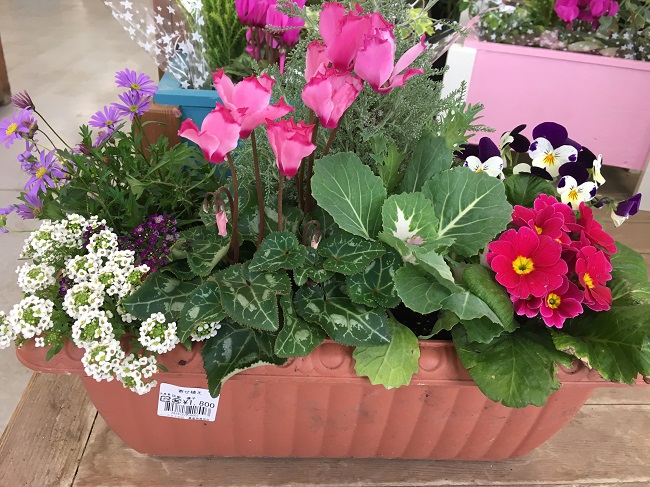 寄せ植え② 寄せ植え②