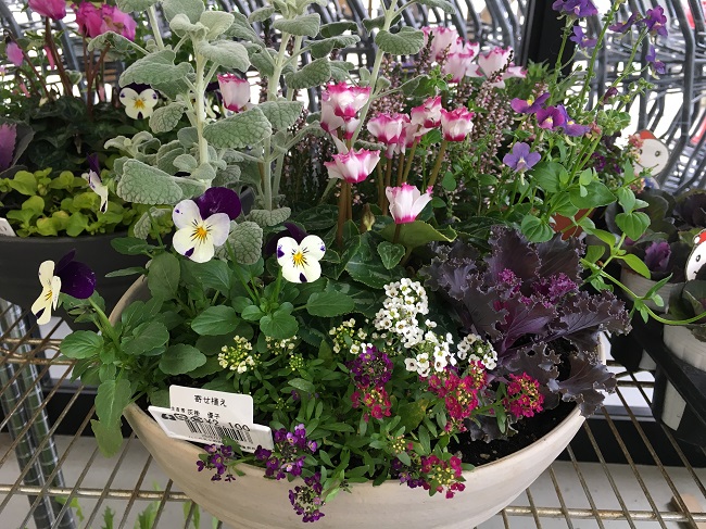 寄せ植え① 寄せ植え①