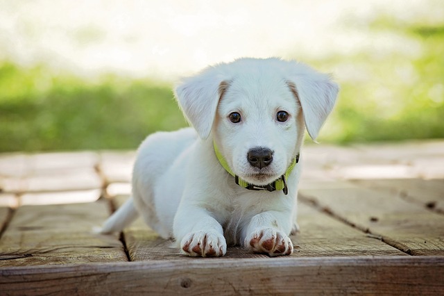 子犬がこちらを見ている