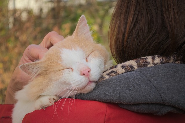 人の肩の上にのっている猫