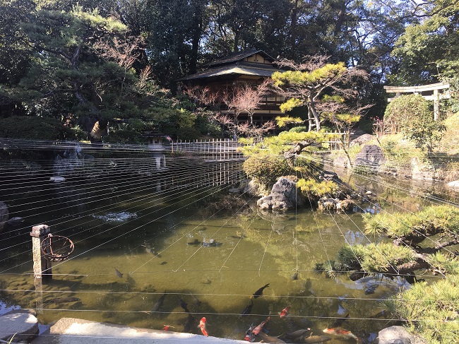 池の様子