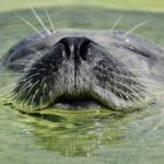 「おたる水族館」のアクセス方法、料金、ランチについて紹介!