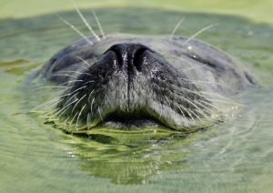 「おたる水族館」のアクセス方法、料金、ランチについて紹介!