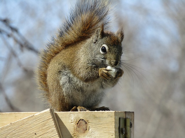 公園で木の実を食べるリス