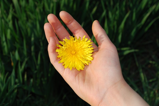 手のひらにのせたタンポポの花