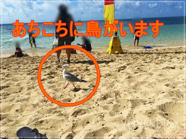 砂浜を歩く海鳥