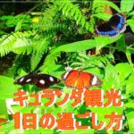 【オーストラリア旅行4日目】キュランダ観光は子連れにもおススメ