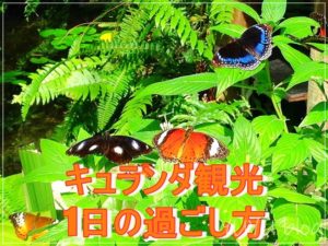 【オーストラリア旅行4日目】キュランダ観光は子連れにもおススメ