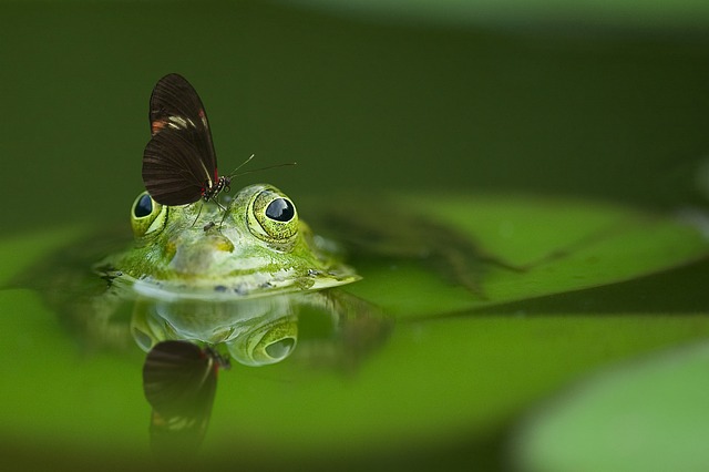 カエル