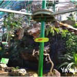 ケアンズ『ワイルドライフドーム』でコアラを抱っこしてトカゲにタッチ