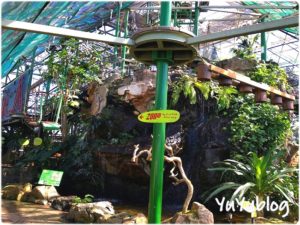 ケアンズ『ワイルドライフドーム』でコアラを抱っこしてトカゲにタッチ