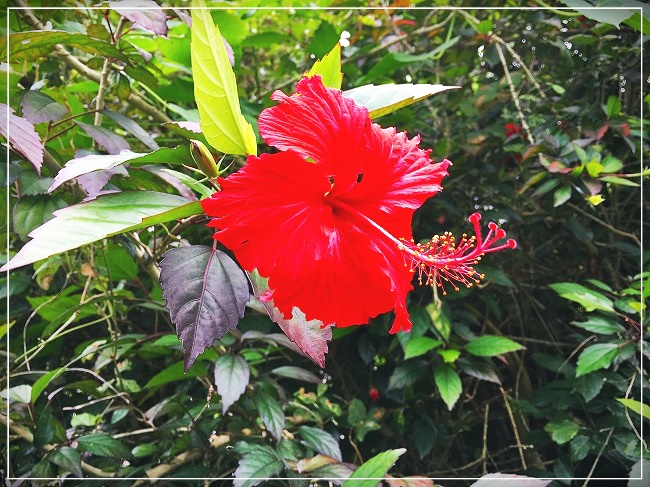 沖縄の花