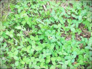 大人になってからの親子喧嘩。こじれる前に仲直りできてホッとした話