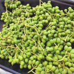 山椒の実の処理方法。初めてでも衝撃的なほど簡単に出来ました